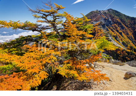 南アルプス・鳳凰三山・赤抜沢ノ頭のカラマツの黄葉と観音岳 139403431