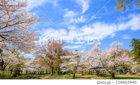 桜美しく咲き誇る伊佐須美神社　あやめ苑　福島県 139403440