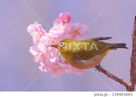 メジロと河津桜 メジロと河津桜 139403663
