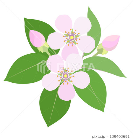 マルメロの花をフラットスタイルで描いたイラスト マルメロの花をフラットスタイルで描いたイラスト 139403691