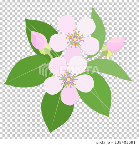 マルメロの花をフラットスタイルで描いたイラスト マルメロの花をフラットスタイルで描いたイラスト 139403691