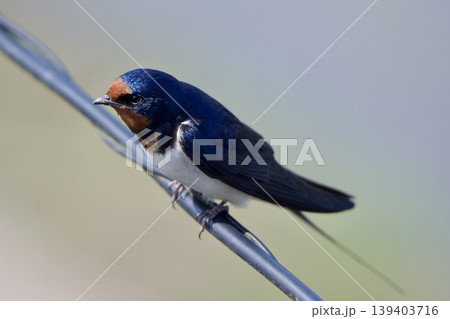 ツバメ swallow / Japan 139403716