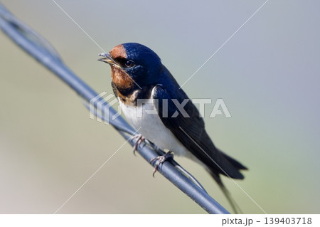 ツバメ swallow / Japan 139403718