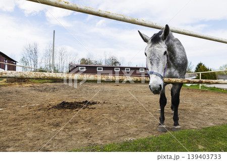 Grey horse tranquil scene, Horse leaning over fence calmly, Serene grey equine near rustic farmhouse, Quiet rural setting featuring grey horse by wooden fence and cloudy sky Grey horse tranquil scene, Horse leaning over fence calmly, Serene grey equine near rustic farmhouse, Quiet rural setting featuring grey horse by wooden fence and cloudy sky 139403733