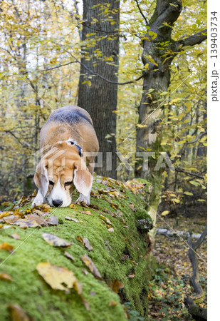 Tricolor hound investigates forest floor, Beagle examines mosscovered log amidst fallen leaves, Relaxed tricolor hound tracks scents on moist woodland ground with golden foliage Tricolor hound investigates forest floor, Beagle examines mosscovered log amidst fallen leaves, Relaxed tricolor hound tracks scents on moist woodland ground with golden foliage 139403734