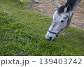 A Gray Horse Grazing Peacefully on Fresh, Lush Green Grass in Nature 139403742