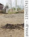 Horse in Pasture with Fresh Manure in Rural Setting 139403743
