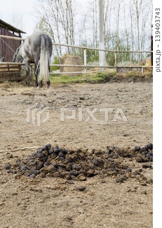 Horse in Pasture with Fresh Manure in Rural Setting 139403743