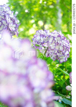 紫陽花 139403776