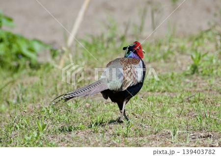 キジ pheasant / Japan 139403782