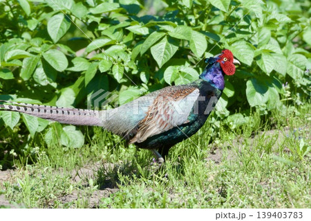 キジ pheasant / Japan キジ pheasant / Japan 139403783