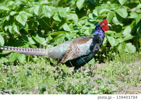 キジ pheasant / Japan キジ pheasant / Japan 139403784