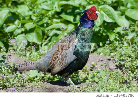 キジ pheasant / Japan 139403786