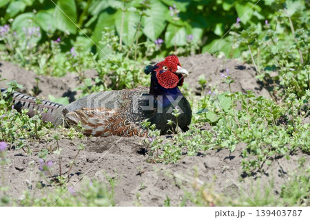キジ pheasant / Japan キジ pheasant / Japan 139403787