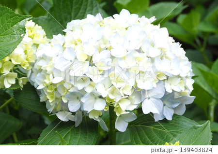 白い紫陽花 白い紫陽花 139403824