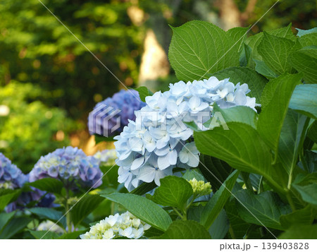 青い紫陽花 青い紫陽花 139403828
