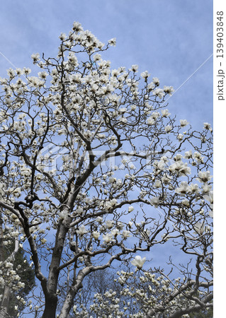 Blooming magnolia trees in Yiheyuan Park in Beijing, China, against the sky in spring Blooming magnolia trees in Yiheyuan Park in Beijing, China, against the sky in spring 139403848
