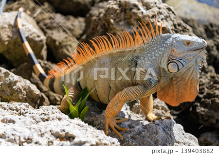 Exotic reptile animal. Wildlife fauna. Wild iguana lizard. Iguana lizard on the stone. Exotic iguana reptile. Exotic pet 139403882