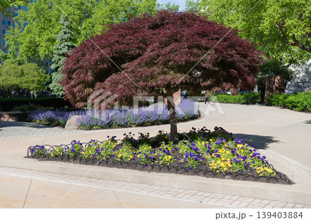 Maple tree at flowerbed in city park. Park nature and design. Landscape design. Maple tree. Nature environment with maple leaves tree 139403884
