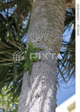 Exotic iguana reptile. Exotic reptile animal. Wildlife fauna. Wild iguana lizard. Iguana lizard on the tree 139403892