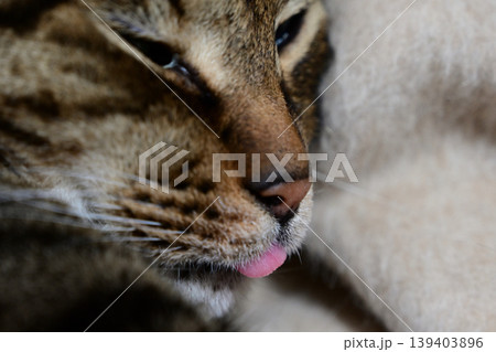 眠る猫、キジトラ猫 眠る猫、キジトラ猫 139403896