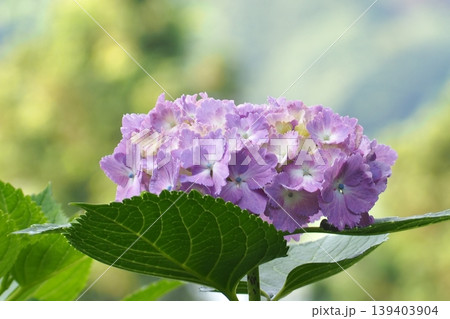 梅雨に咲く紫陽花 梅雨に咲く紫陽花 139403904