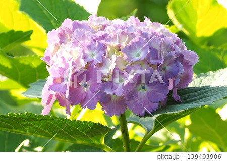 梅雨に咲く紫陽花 梅雨に咲く紫陽花 139403906