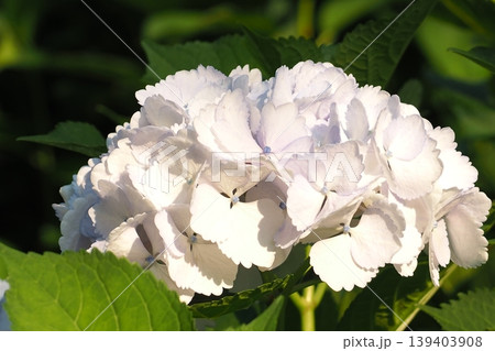 白い紫陽花 139403908