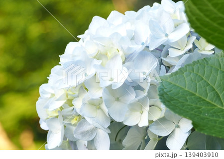 白い紫陽花 139403910
