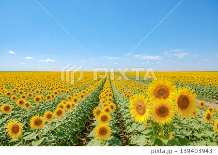 青空に広がる夏のひまわり畑 青空に広がる夏のひまわり畑 139403943