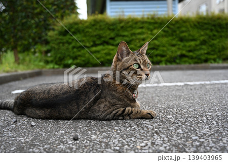 道に寝そべるキジトラ猫 道に寝そべるキジトラ猫 139403965