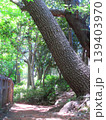 池上本門寺公園の大木 139403970