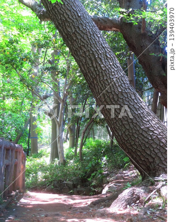池上本門寺公園の大木 139403970