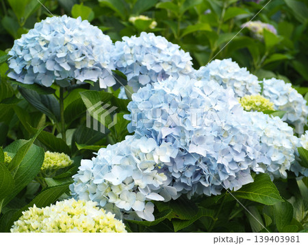 薄青のアジサイの花 薄青のアジサイの花 139403981