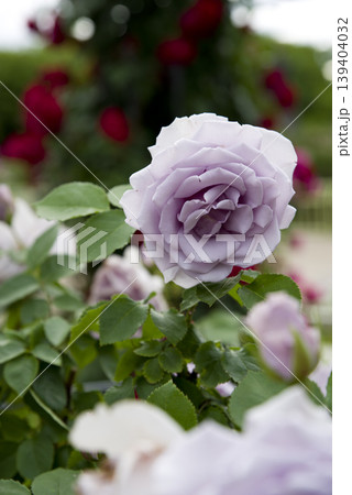 薔薇園に紫色のバラが咲いています。このバラの名前はたまよりです。 薔薇園に紫色のバラが咲いています。このバラの名前はたまよりです。 139404032
