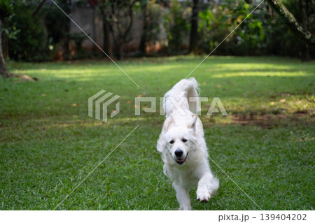 芝生を駆けるゴールデンレトリーバー／自然の中で遊ぶ犬のアクティブな姿 139404202