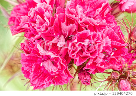 ピンクの花 ピンクの花 139404270