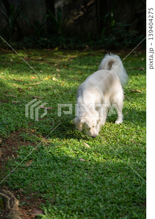 芝生の匂いを嗅ぐゴールデンレトリーバー/自然の中で過ごす犬の穏やかな日常 芝生の匂いを嗅ぐゴールデンレトリーバー/自然の中で過ごす犬の穏やかな日常 139404275