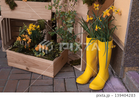 Bright yellow rubber boots planter with blooming daffodils and rustic wooden garden decor Bright yellow rubber boots planter with blooming daffodils and rustic wooden garden decor 139404283