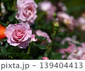 薄ピンクのバラ 139404413