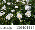 白いバラ 139404414