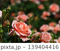 バラの咲き誇る庭園 139404416