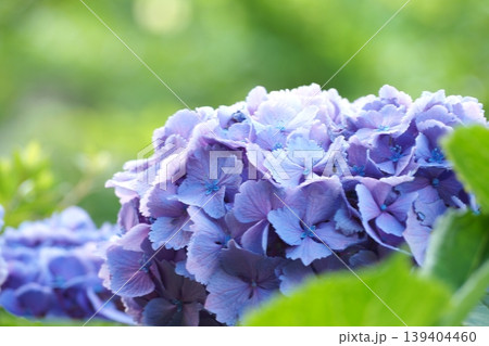 青い紫陽花 139404460