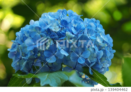 青い紫陽花 青い紫陽花 139404462