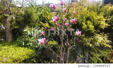 花のある風景 139404557