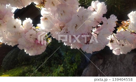 桜のある風景 139404558