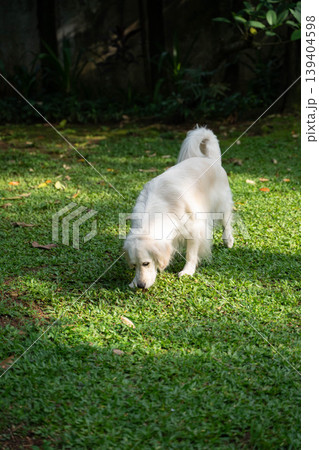 芝生の匂いを嗅ぐゴールデンレトリーバー/自然の中で過ごす犬の穏やかな日常 芝生の匂いを嗅ぐゴールデンレトリーバー/自然の中で過ごす犬の穏やかな日常 139404598
