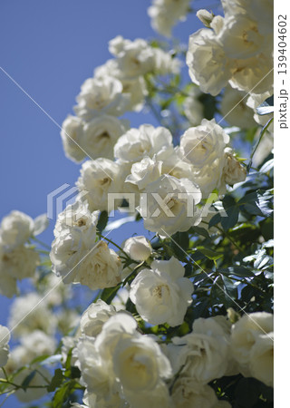 薔薇園に白色のバラの花が咲いています。このバラの名前はアイスバーグ(シュネーヴィッチェン)です。 薔薇園に白色のバラの花が咲いています。このバラの名前はアイスバーグ(シュネーヴィッチェン)です。 139404602