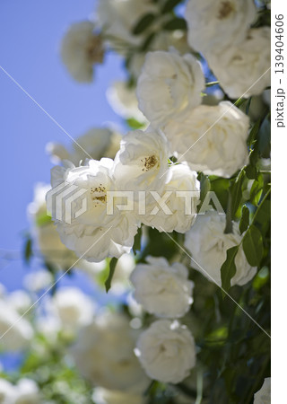 薔薇園に白色のバラの花が咲いています。このバラの名前はアイスバーグ(シュネーヴィッチェン)です。 薔薇園に白色のバラの花が咲いています。このバラの名前はアイスバーグ(シュネーヴィッチェン)です。 139404606