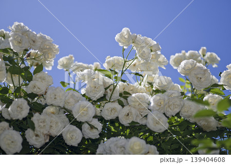 薔薇園に白色のバラの花が咲いています。このバラの名前はアイスバーグ(シュネーヴィッチェン)です。 薔薇園に白色のバラの花が咲いています。このバラの名前はアイスバーグ(シュネーヴィッチェン)です。 139404608